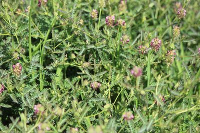 Dalea foliolosa, photographed by José Belem Hernández Díaz