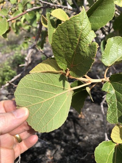 Croton arnhemicus, photographed by elawrey
