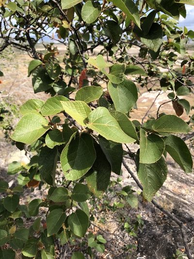 Croton arnhemicus, photographed by elawrey
