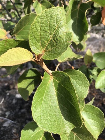 Croton arnhemicus, photographed by elawrey