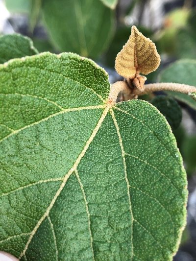 Croton arnhemicus, photographed by elawrey