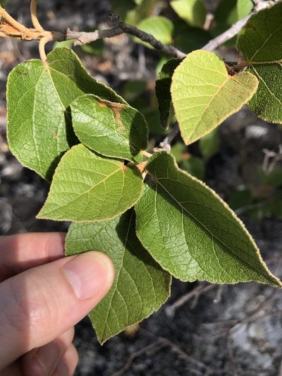 Croton arnhemicus, photographed by elawrey