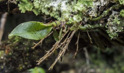 Drymoanthus flavus, photographed by Cara-Lisa Schloots