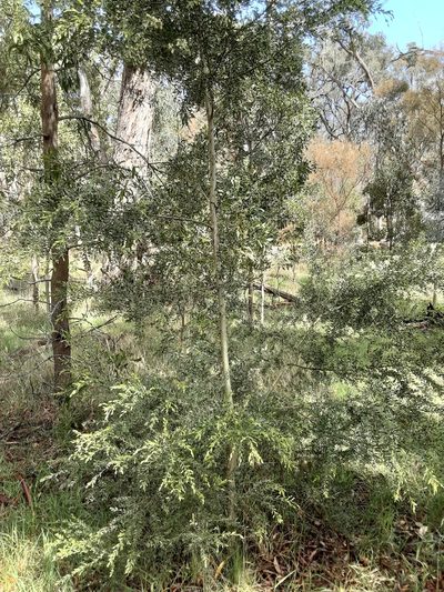 Acacia howittii, photographed by graeme lunt