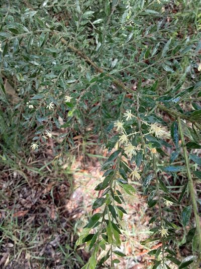 Acacia howittii, photographed by graeme lunt