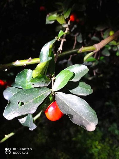 Malpighia emarginata, photographed by Diogo Luiz
