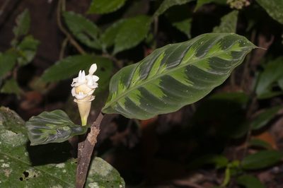 Goeppertia warszewiczii, photographed by dhfischer