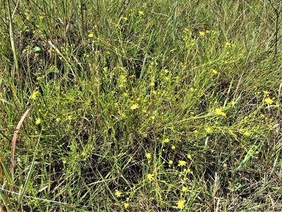 Gutierrezia dracunculoides, photographed by Annika Lindqvist