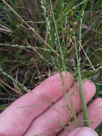 Coleataenia longifolia, photographed by Will McFarland