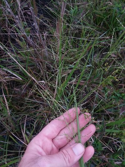Coleataenia longifolia, photographed by Will McFarland