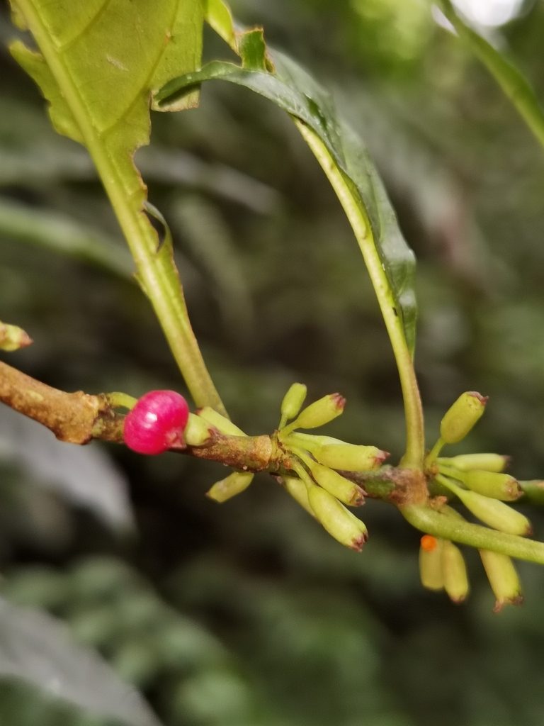 Hoffmannia psychotriifolia, photographed by Eduardo Chacón Madrigal