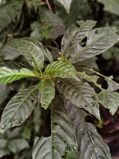 Hoffmannia psychotriifolia, photographed by Eduardo Chacón Madrigal