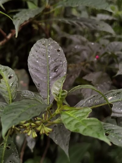 Hoffmannia psychotriifolia, photographed by Eduardo Chacón Madrigal