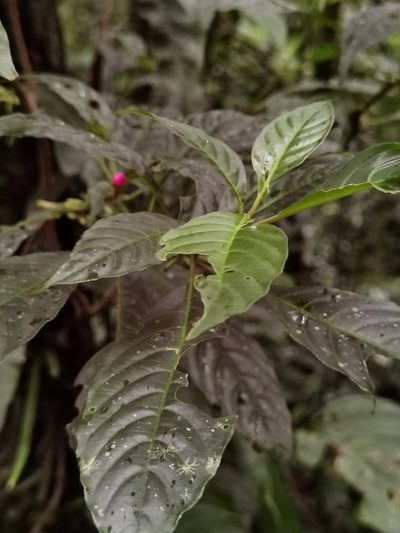 Hoffmannia psychotriifolia, photographed by Eduardo Chacón Madrigal