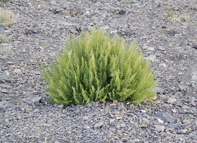 Athyrium americanum, photographed by John Brew