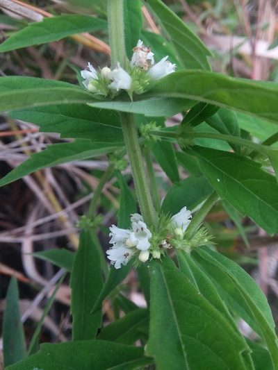 Lycopus angustifolius, photographed by Will McFarland