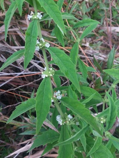 Lycopus angustifolius, photographed by Will McFarland