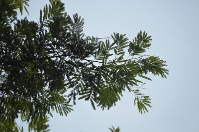 Piptadenia gonoacantha, photographed by B. Phalan