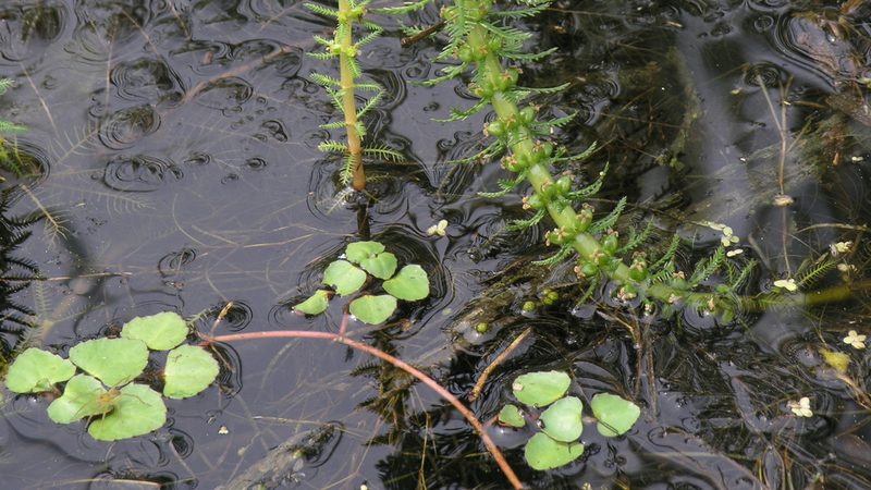 Trapella sinensis, photographed by Oleg Kosterin