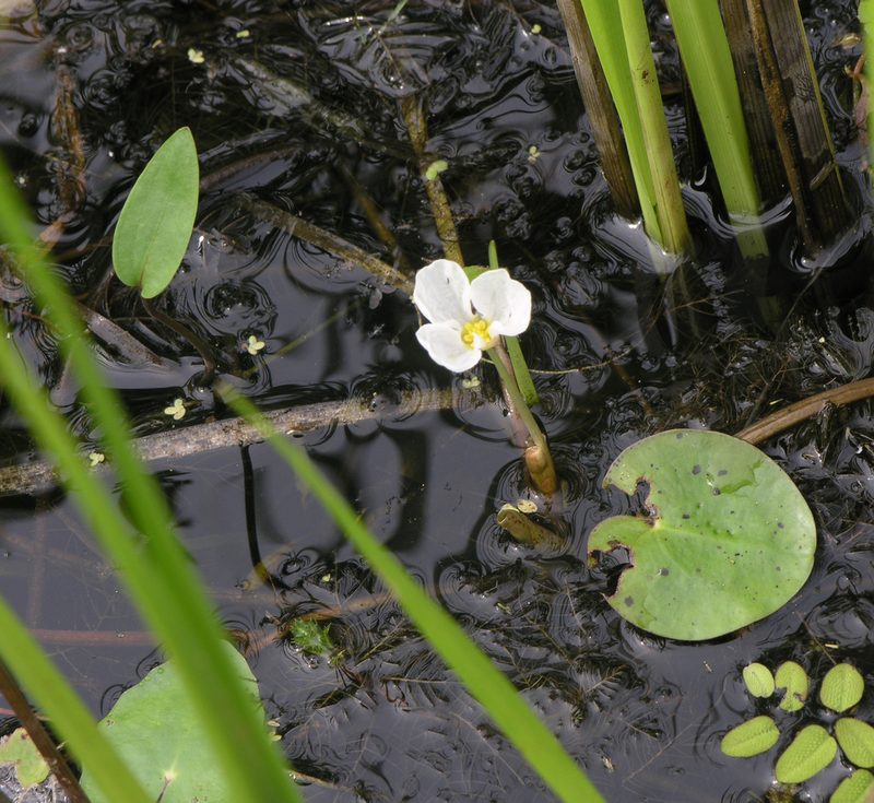 Hydrocharis dubia, photographed by Oleg Kosterin