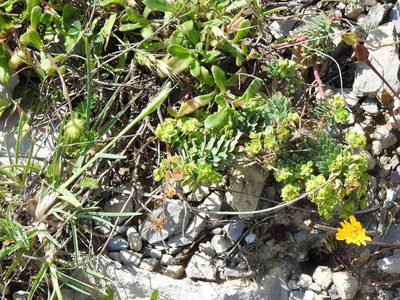 Euphorbia portlandica, photographed by Duarte Frade