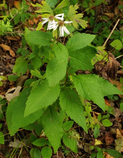 Eurybia furcata, photographed by aarongunnar