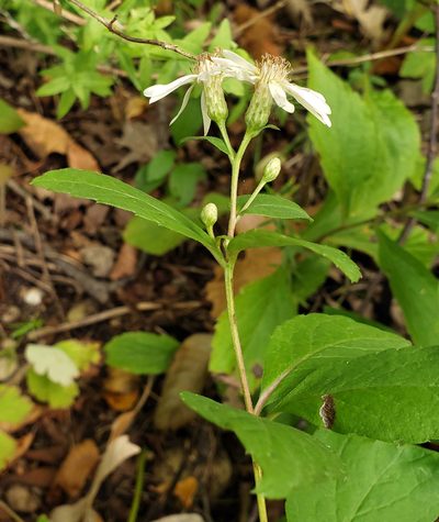 Eurybia furcata, photographed by aarongunnar