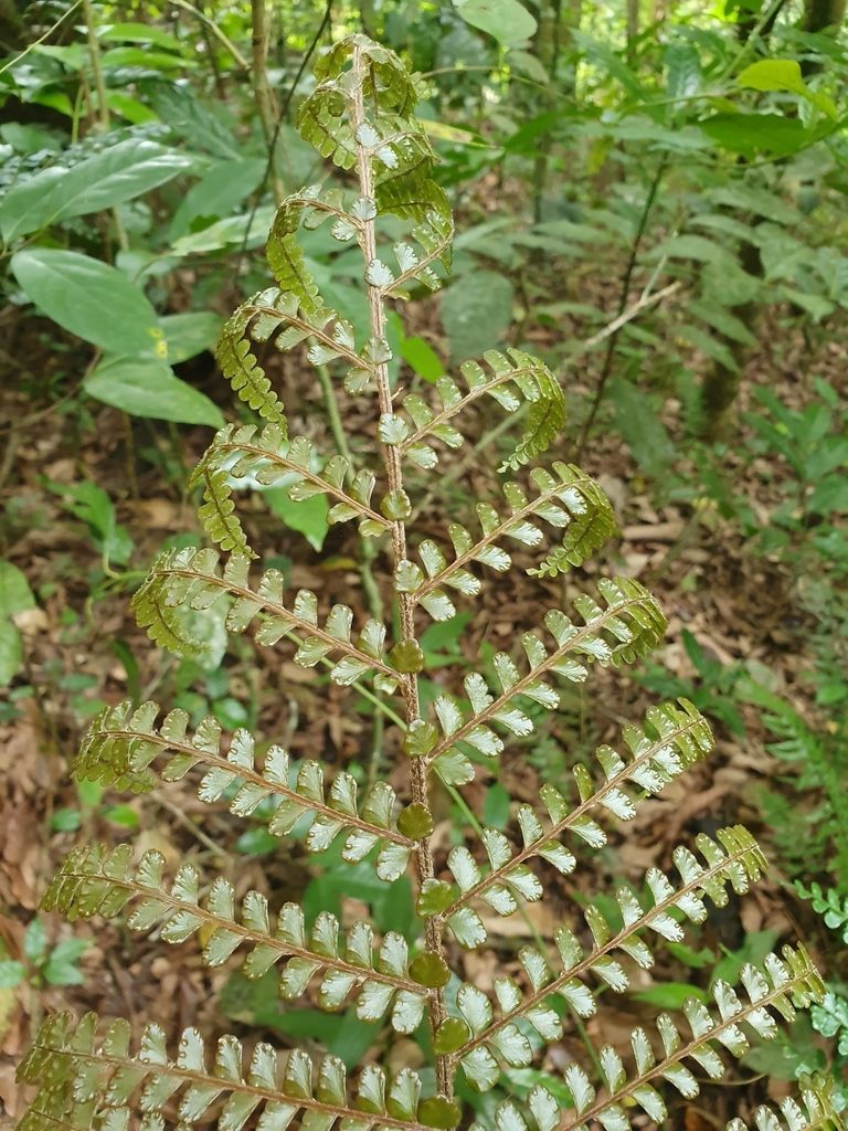 Didymochlaena squamata, photographed by Yolanda M. Leon