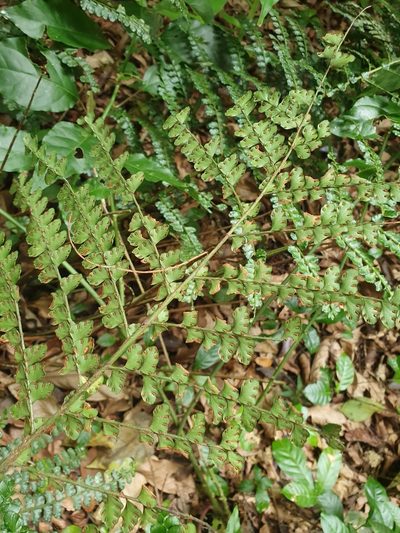 Didymochlaena squamata, photographed by Yolanda M. Leon