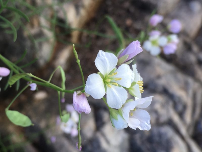 Heliophila pseudoeximia, photographed by Caroline Voget