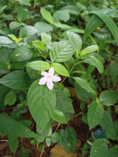 Ruellia prostrata, photographed by Sabarni Sarker