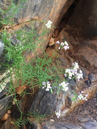 Heliophila pseudoeximia, photographed by Caroline Voget