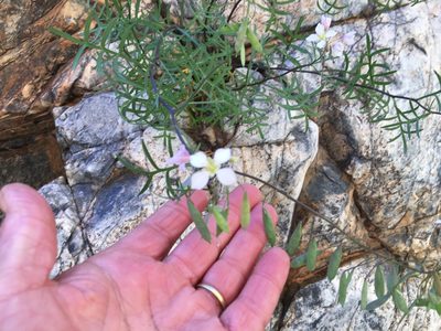 Heliophila pseudoeximia, photographed by Caroline Voget