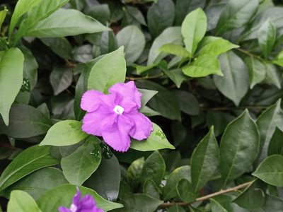 Brunfelsia pauciflora, photographed by Sabarni Sarker