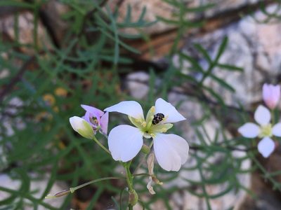 Heliophila pseudoeximia, photographed by Caroline Voget
