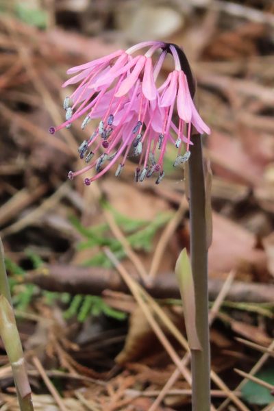 Helonias orientalis, photographed by Timur Kalininsky
