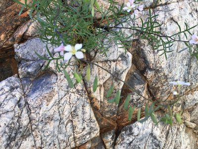 Heliophila pseudoeximia, photographed by Caroline Voget