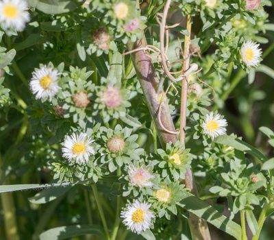Symphyotrichum frondosum, photographed by Jesse Rorabaugh