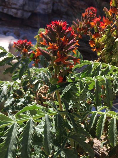 Melianthus elongatus, photographed by Caroline Voget