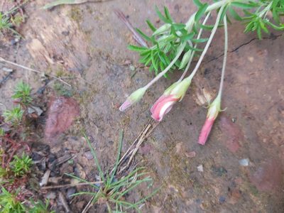 Oxalis tenuifolia, photographed by linkie