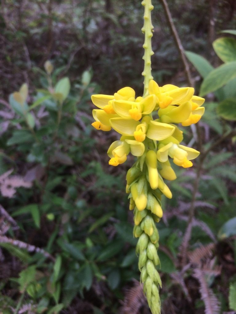 Polygala fallax, photographed by secooke1