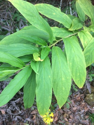 Polygala fallax, photographed by secooke1