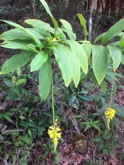 Polygala fallax, photographed by secooke1