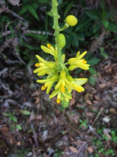 Polygala fallax, photographed by secooke1
