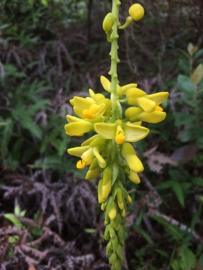 Polygala fallax, photographed by secooke1
