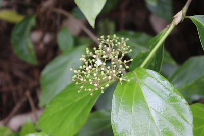 Viburnum japonicum, photographed by Joe Dillon