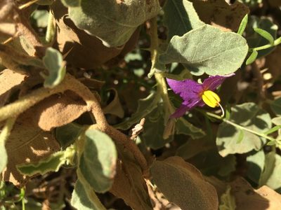 Solanum burchellii, photographed by Caroline Voget