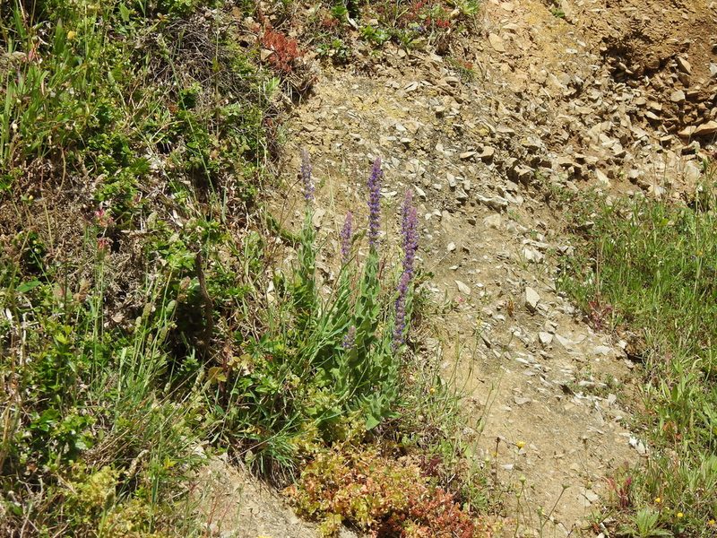 Nepeta tuberosa, photographed by Duarte Frade