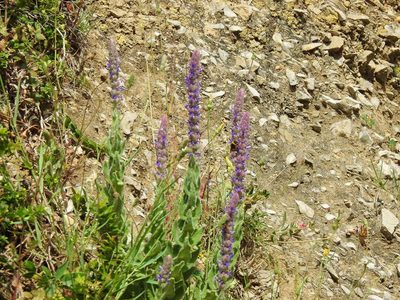 Nepeta tuberosa, photographed by Duarte Frade