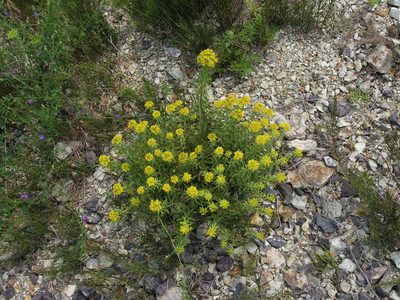 Phedimus selskianus, photographed by Oleg Kosterin